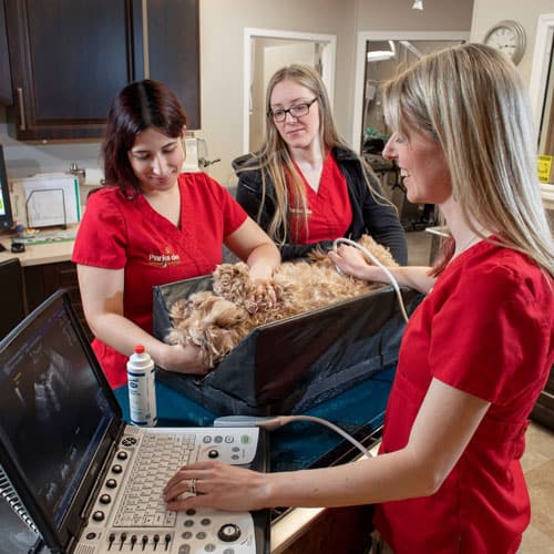 Parkside team performs ultrasound on fluffy dog