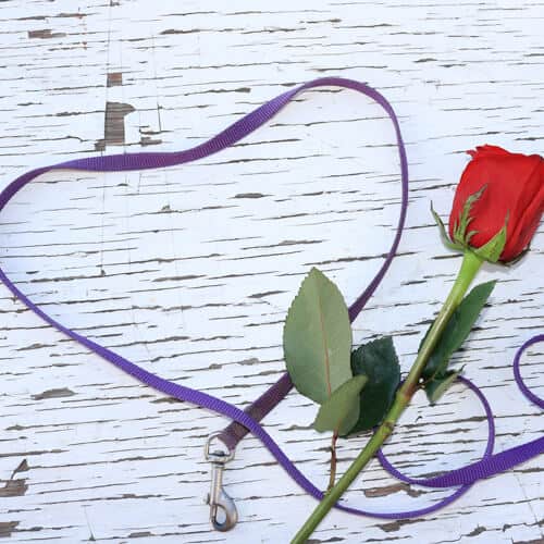 dog leash in shape of heart with rose on wood with cracking white paint