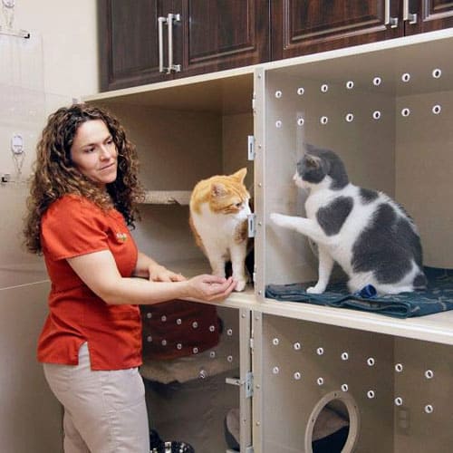 Parkside team member attends to cats in cat-friendly area
