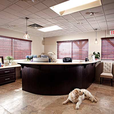 Canine Reception and waiting area