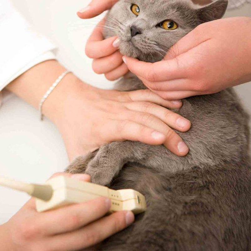 gray cat receiving ultrasound exam