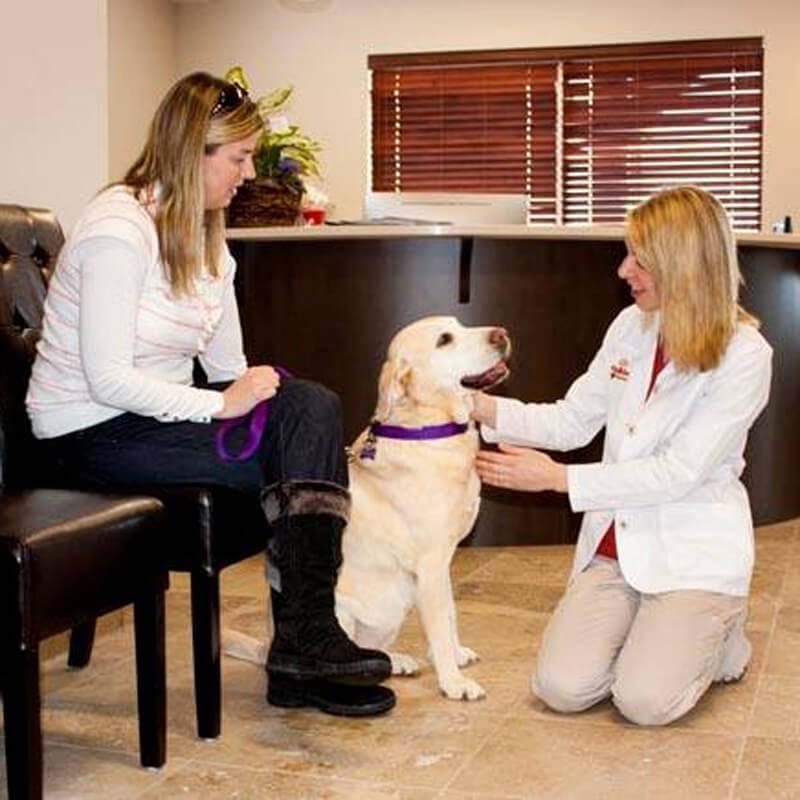 Dr. Bertrand greeting her yellow laborador patient