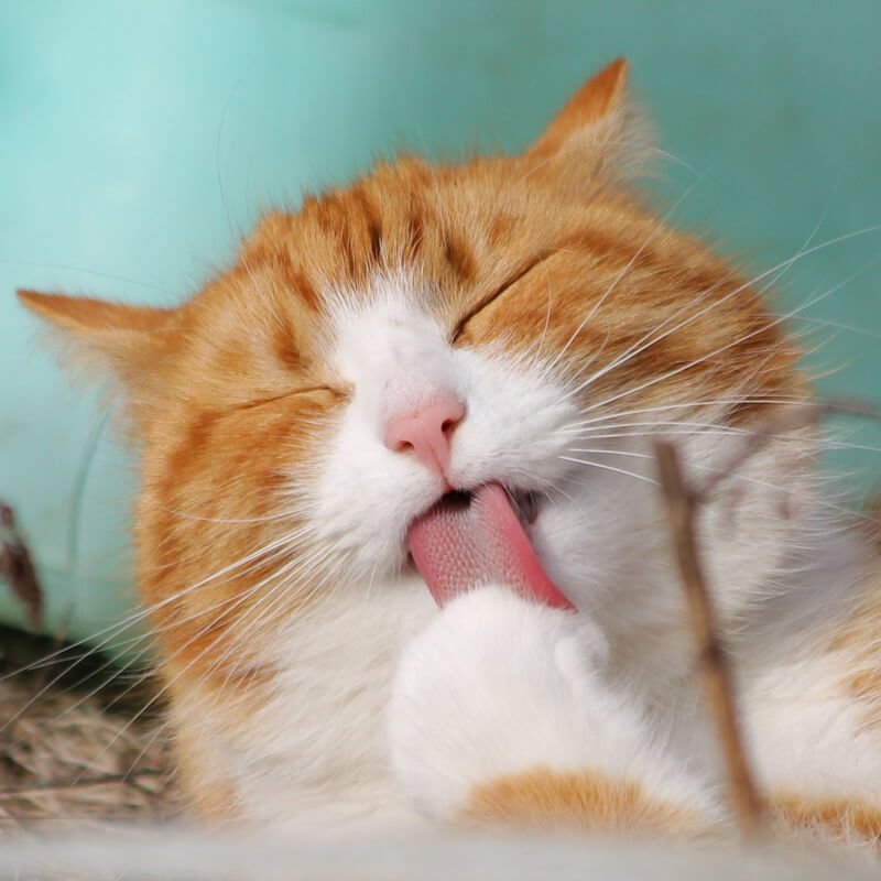 orange tiger cat licking paw